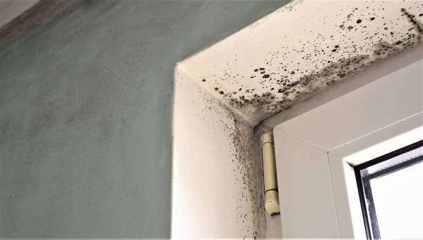 Mold Documentation for Insurance Claims in Springfield, KY